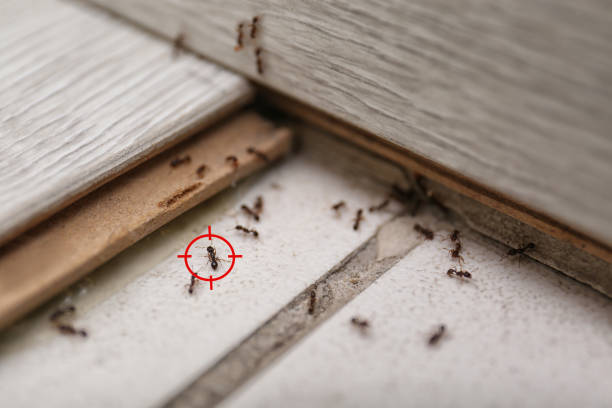 Best Affordable Pest Control Services  in Panhandle, TX