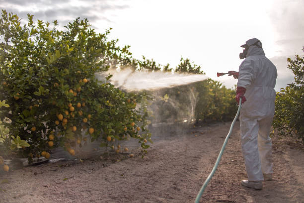 Best Spider Control Near Me  in Panhandle, TX