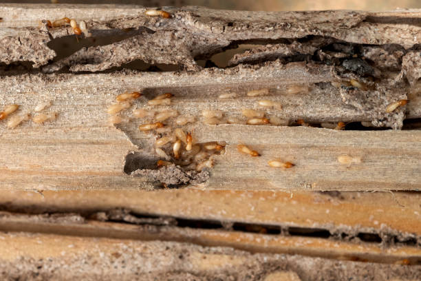 Best Exterminator Services  in Panhandle, TX