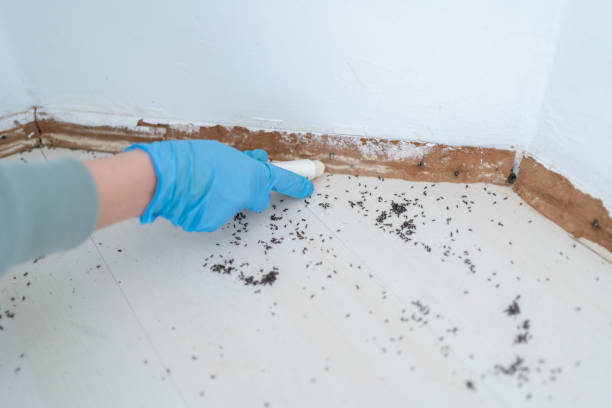 Best Rat Extermination Near Me  in Panhandle, TX